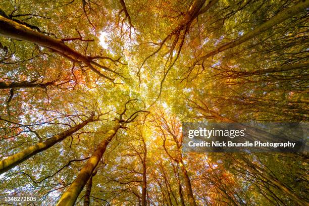 looking up. - forest denmark stock pictures, royalty-free photos & images
