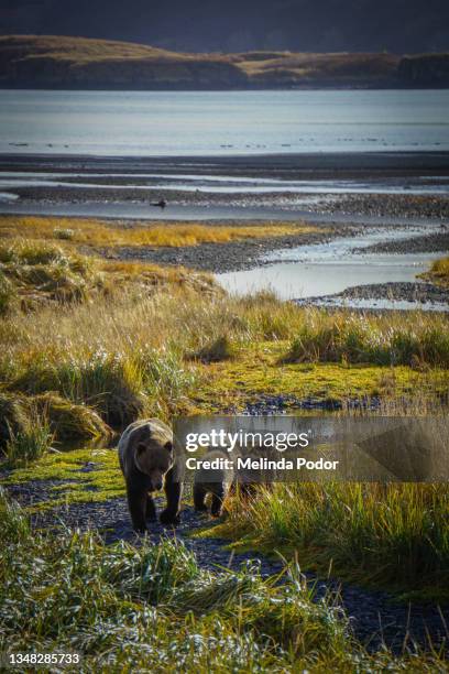 kodiak brown bear sow with three cubs walking along wetlands on kodiak island, alaska - sow bear stock pictures, royalty-free photos & images