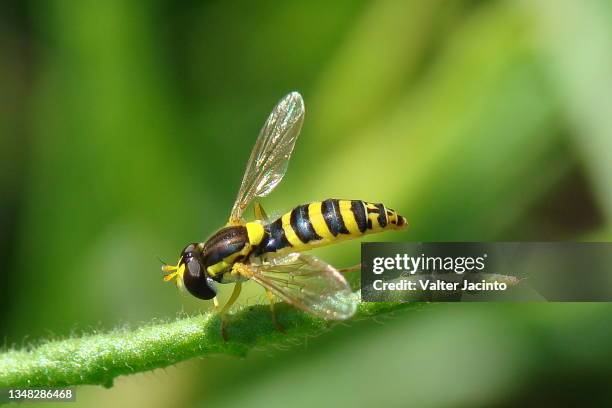 long hover fly (sphaerophoria scripta) - hoverfly stock pictures, royalty-free photos & images