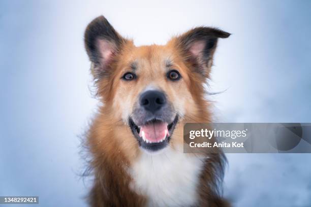 smiling dog - smiling brown dog stock pictures, royalty-free photos & images