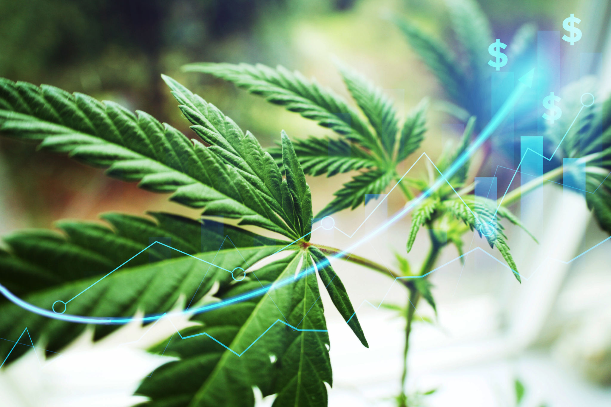 cannabis market