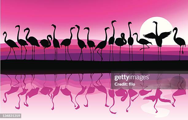 ilustraciones, imágenes clip art, dibujos animados e iconos de stock de flamingo de fondo - flamenco rosa