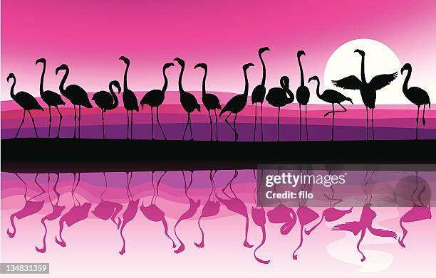 flamingo background - colony group of animals stock illustrations
