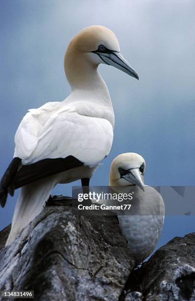 gannets, bass rock, scotland - jan van gent stockfoto's en -beelden