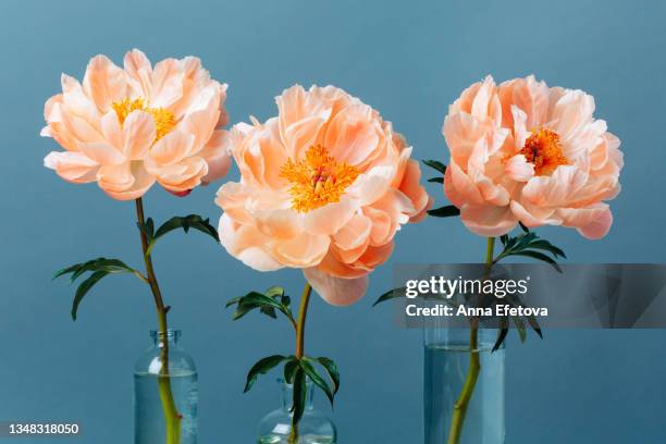 three blossoming pastel-coral peonies in a glass vases on gray background. close-up - de color melocotón fotografías e imágenes de stock