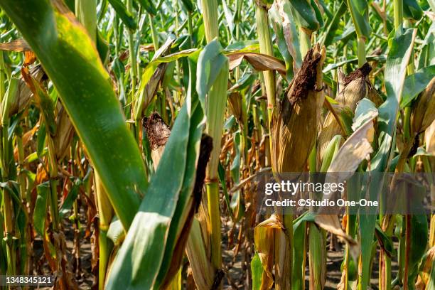 One Corn Stack 455 One Corn Stalk Stock Photos, High-Res Pictures, and Images - Getty ...