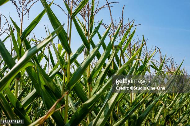 One Corn Stack One Corn Stalk Photos and Premium High Res Pictures - Getty Images