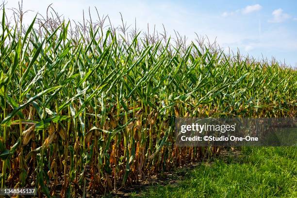 One Corn Stack One Corn Stalk Photos and Premium High Res Pictures - Getty Images