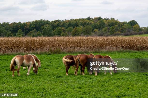 grazing horses - amish indiana stock pictures, royalty-free photos & images