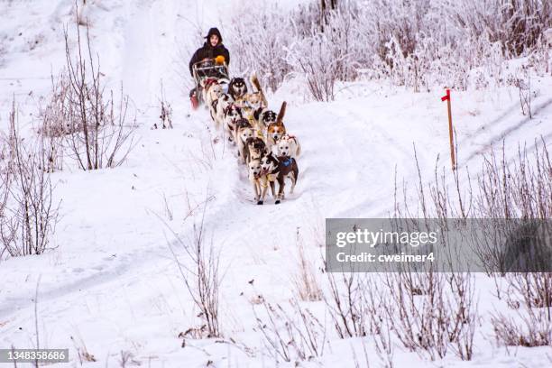 hundeschlittenrennen in alaska - iditarod race stock-fotos und bilder