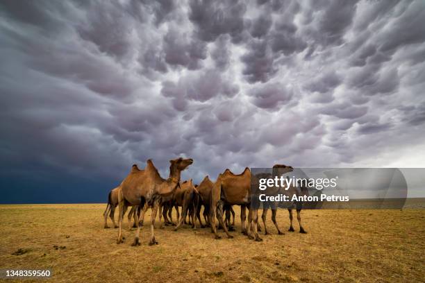 herd of bactrian camels (camelus bactrianus) under thunderclouds in the gobi desert of mongolia. - bactrian camel stock pictures, royalty-free photos & images
