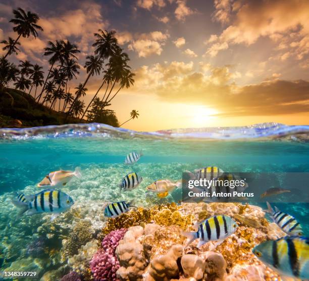 underwater scene with tropical fishes. snorkeling in the tropical sea.  seychelles - peixe tropical imagens e fotografias de stock