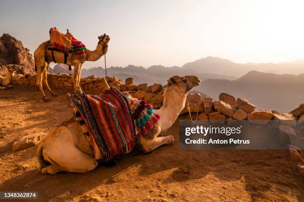 camel on mount sinai at sunrise. beautiful mountain landscape in egypt - mont sinaï photos et images de collection