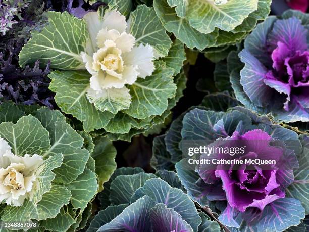 patch of ornamental winter flowering kale or flowering cabbage - flower detail leaf white stock pictures, royalty-free photos & images