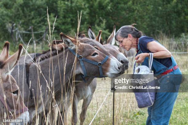 baby boomer and her donkeys - domestic animals stock pictures, royalty-free photos & images