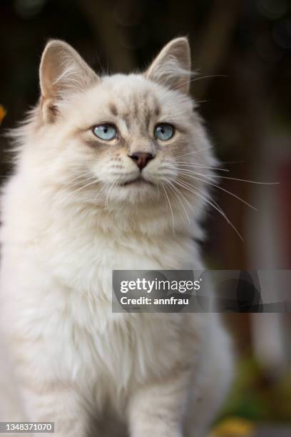 cattitude - siamese cat stockfoto's en -beelden