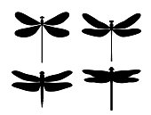 Silhouette dragonfly