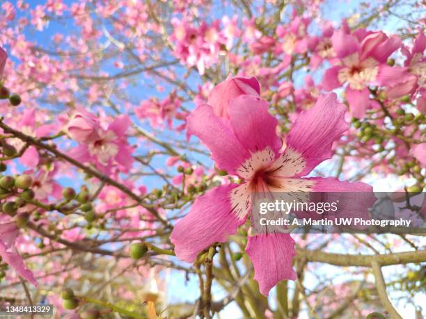 chorisia speciosa in bloom - ceiba speciosa stock pictures, royalty-free photos & images