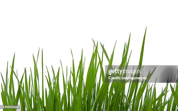 grass on white - tall high stock pictures, royalty-free photos & images