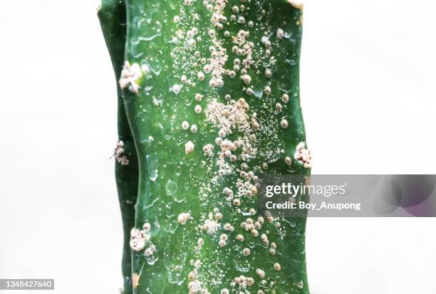 hylocereus undatus cactus having problem with scale insect attached and sucking sap from this plant. - scale insect stock pictures, royalty-free photos & images