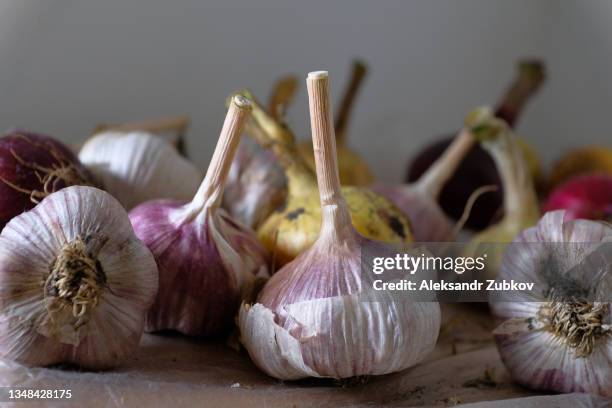 red and golden onions and garlic, just picked from the garden. vegetables on the kitchen table, a village scene. growing organic farm products. agricultural natural background. - garlic foto e immagini stock