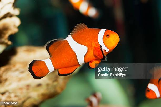 170 Clown Fish Cartoon Photos and Premium High Res Pictures - Getty Images
