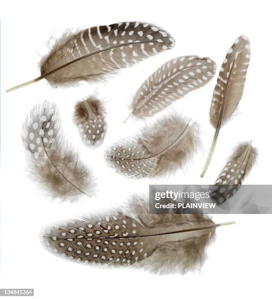 feathers backgrounds - feather stock pictures, royalty-free photos & images