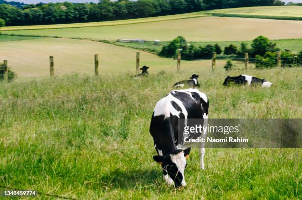 normande cows grazing in green paddock in camembert, normandy, france - cows grazing stockfoto's en -beelden