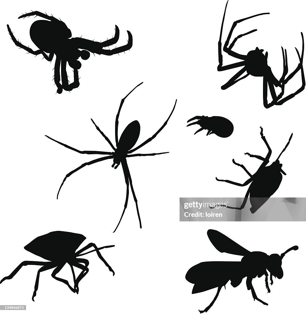 Bug Identify Vector Bugs High-Res Vector Graphic - Getty Images