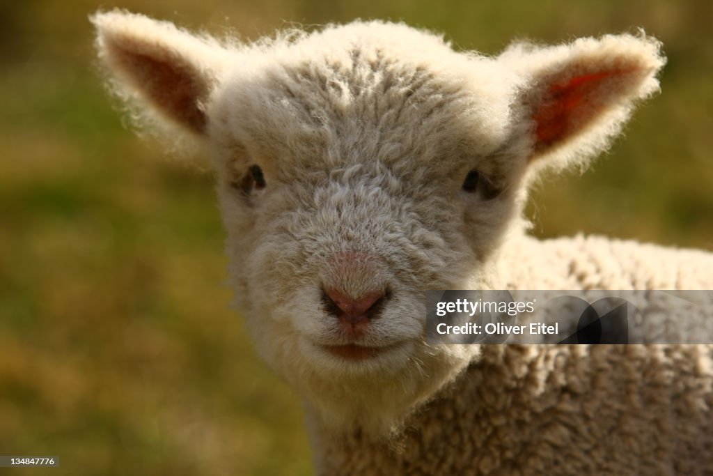 Little lamb