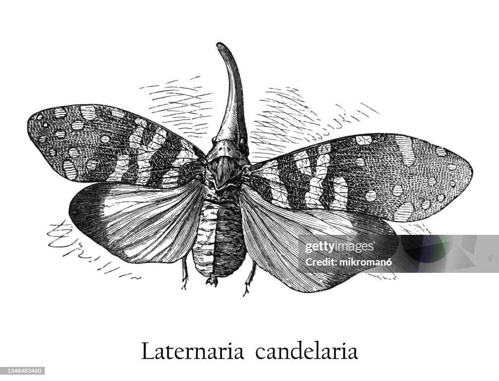 Old engraved illustration of insect, planthopper, Pyrops candelaria (Laternaria candelaria and Fulgora candelaria in older literature)
