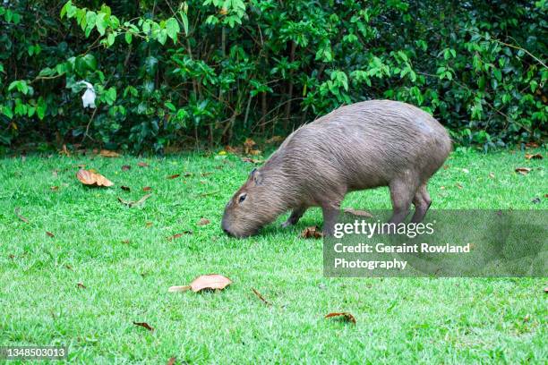 Capybara Island Rio Capybara Rio Photos and Premium High Res Pictures - Getty Images