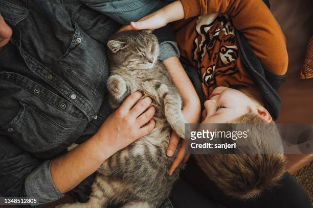 mother and son playing with a cat at home - cats stock pictures, royalty-free photos & images