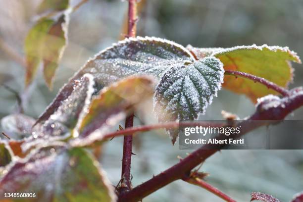 brombeerblätter mit frost - albert ramos imagens e fotografias de stock