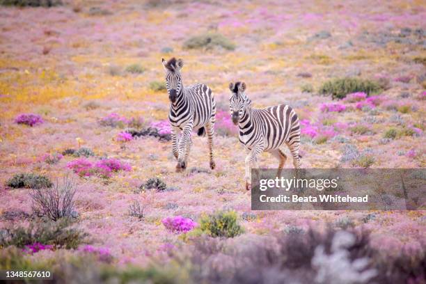 zebra - cebra de montaña fotografías e imágenes de stock