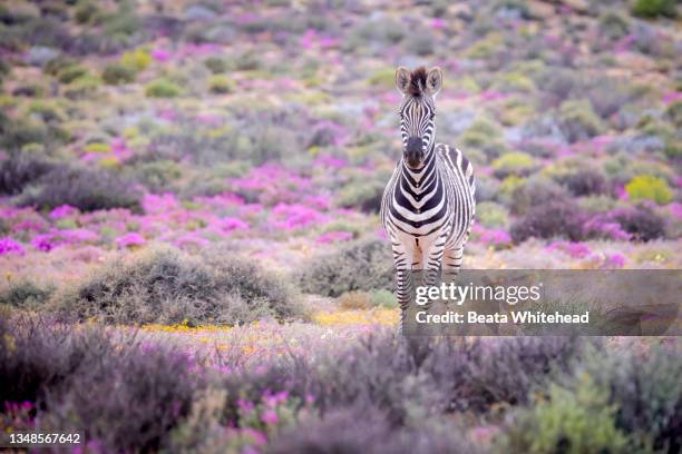 zebra - herbivorous stock pictures, royalty-free photos & images