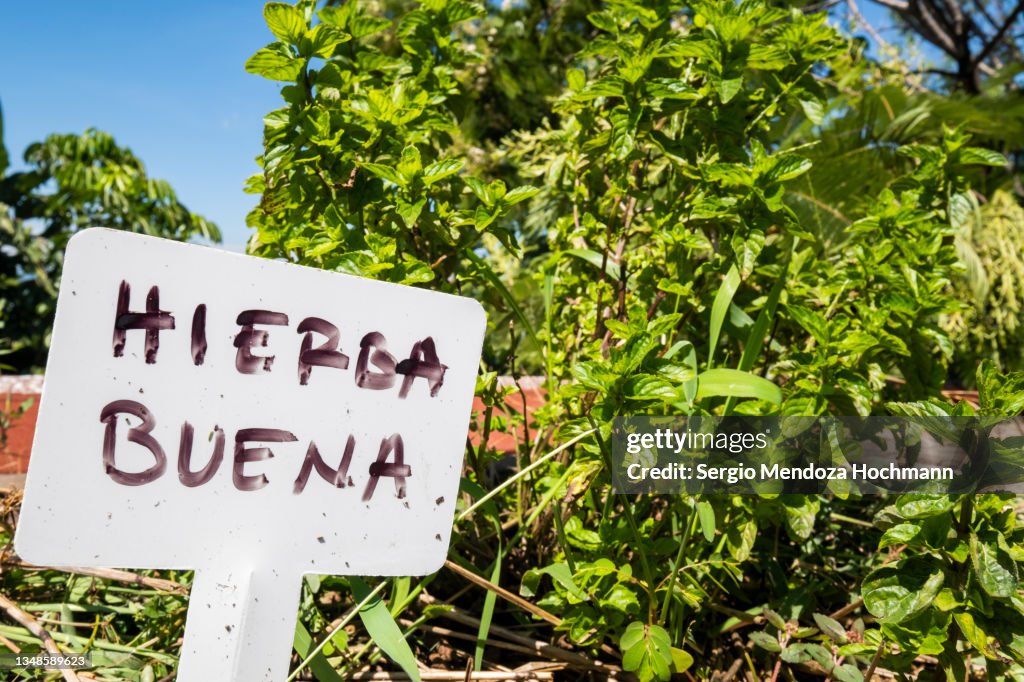 Peppermint plant growing in a roof herb garden, vegetable garden, ready for picking and for use as ingredients in Mexican food - Tepoztlan, Mexico