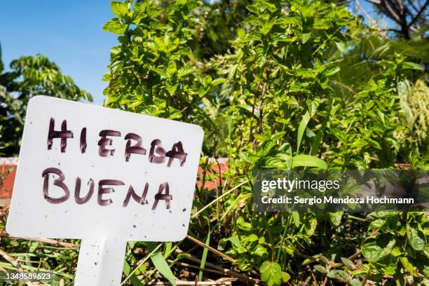 peppermint plant growing in a roof herb garden, vegetable garden, ready for picking and for use as ingredients in mexican food - tepoztlan, mexico - peppermint geranium stock pictures, royalty-free photos & images