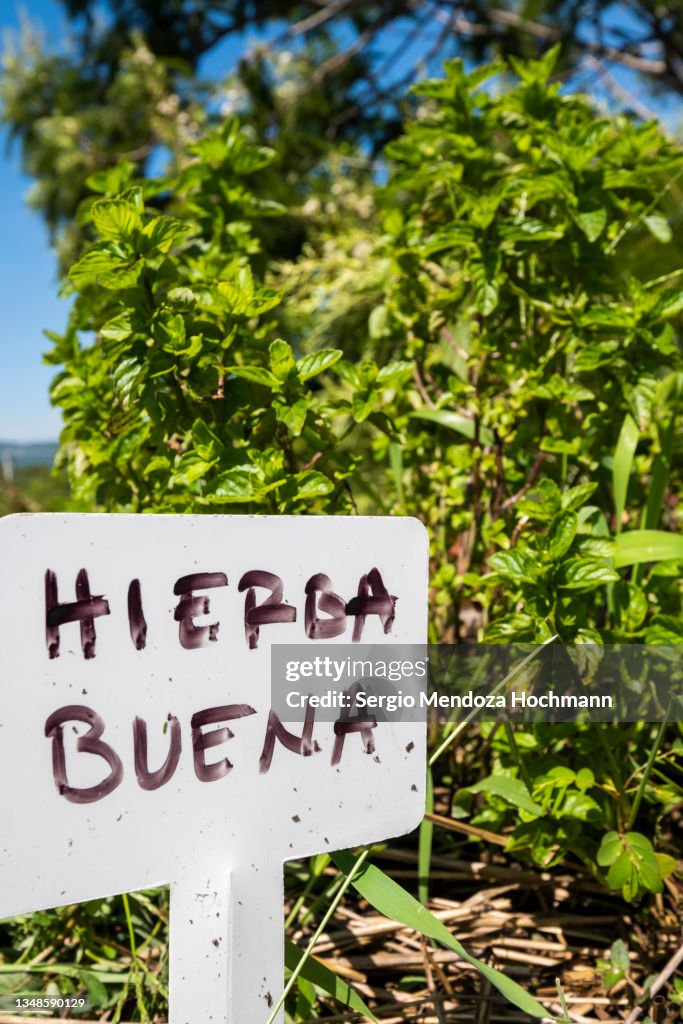 Peppermint plant growing in a roof herb garden, vegetable garden, ready for picking and for use as ingredients in Mexican food - Tepoztlan, Mexico