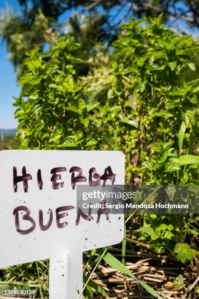 peppermint plant growing in a roof herb garden, vegetable garden, ready for picking and for use as ingredients in mexican food - tepoztlan, mexico - peppermint geranium stock pictures, royalty-free photos & images