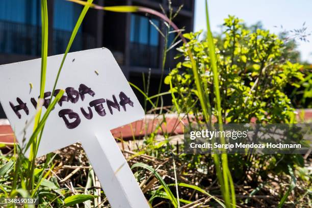 peppermint plant growing in a roof herb garden, vegetable garden, ready for picking and for use as ingredients in mexican food - tepoztlan, mexico - peppermint geranium stock pictures, royalty-free photos & images