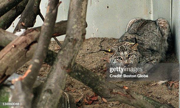 Canada Lynx peers out from a pen at the Tufts University School of Veterinary Medicine's Wildlife Clinic. He was brought to the clinic in late...