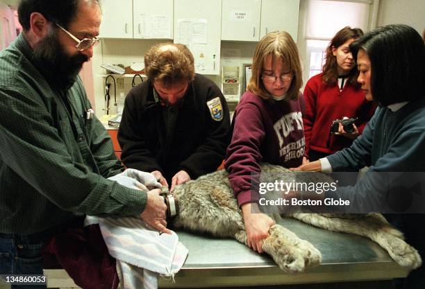 Sedated Canada Lynx gets eyedrops and a new radio collar just prior to his release from the Tufts University School of Veterinary Medecine's Wildlife...