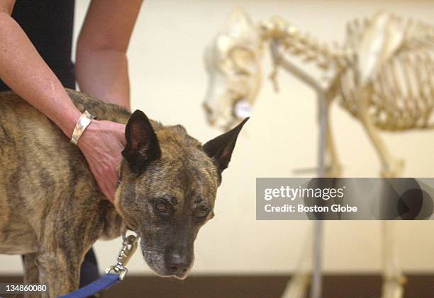 Tufts University School of Veterinary Medicine - Zephyr the dog gets a chiropractic assessment from Dr. Judith Shoemaker while the skeleton of a dog...