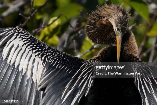 An Anhinga grooms while drying feathers in Shark Valley of Everglades National Park on February 3, 2023 in Miami, Florida. The Park is unlike any...