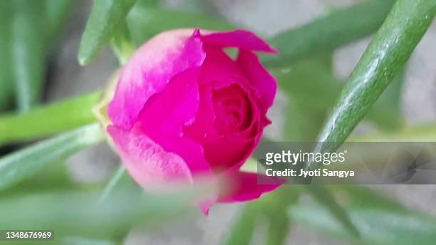 pink flowers and buds - portulak stock-fotos und bilder