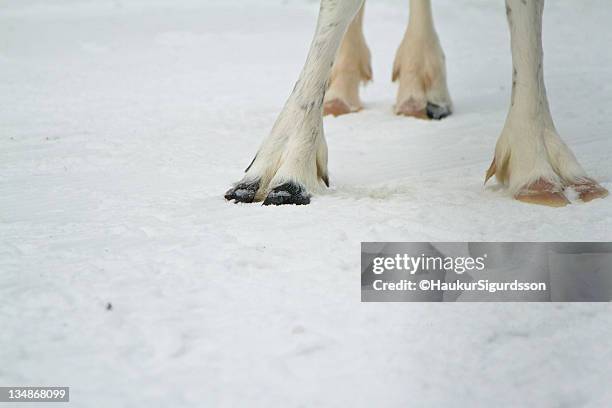 reindeer hooves - reindeer hooves stock pictures, royalty-free photos & images