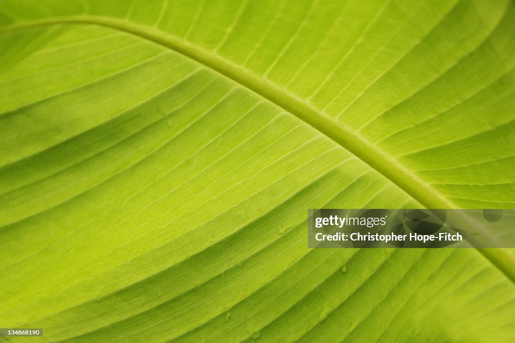 Banana leaf