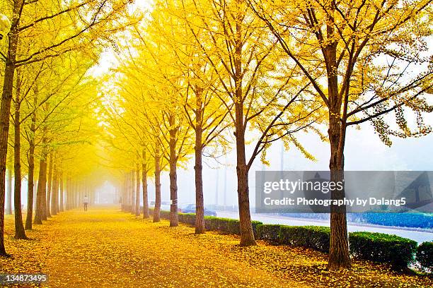 golden autumn morning - ibaraki prefecture photos et images de collection