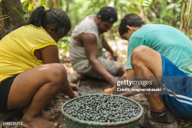 gruppe von arbeitern, die acai-früchte, die gerade im wald geerntet wurden, manuell aufräumen - kohlpalme stock-fotos und bilder